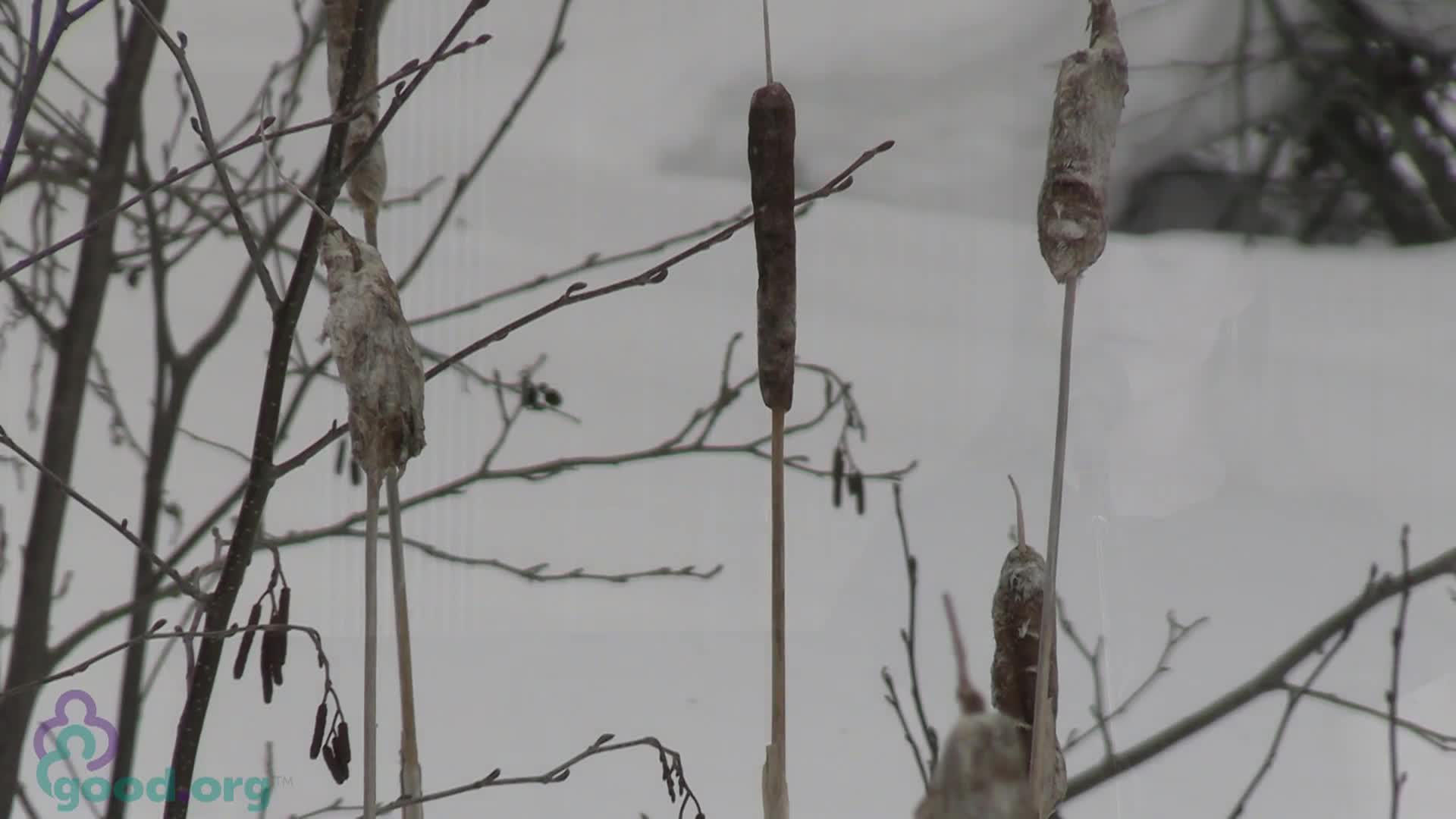 Thumbnail image for Good Samaritan UMC Worship